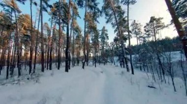 FPV dron görüntüsü. Gün batımında kış ormanlarında uçmak