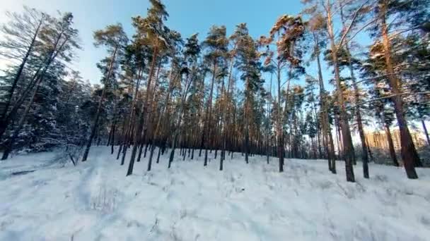 Θέα μη επανδρωμένου αεροσκάφους. Πτήση στο χειμερινό δάσος το ηλιοβασίλεμα — Αρχείο Βίντεο