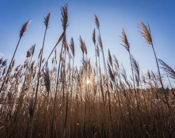 Slunce svítí rákosím — Stock fotografie