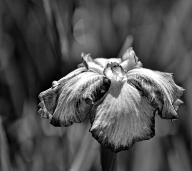 Çiçek açan iris ve tek renkli bokeh.