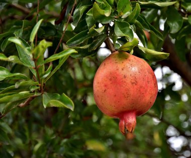 Ağaçta sallanan olgun nar meyvesi.