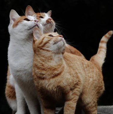 Üç beyaz-kırmızı kedi siyah arka planda tek bir yöne bakıyor.