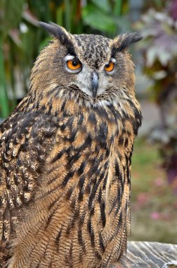  Sarı gözlü, yeşil bir baykuş.
