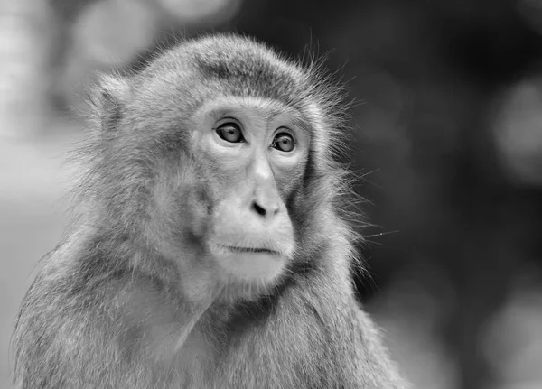 Portrait Japanese Macaque Close Monochrome — Stock Photo, Image