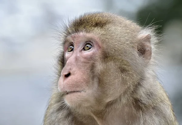 Japon Makaklarının portresi. Yakından.