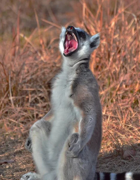 Madagáscar Lemur Fundo Grama Seca Com Uma Boca Larga Aberta — Fotografia de Stock