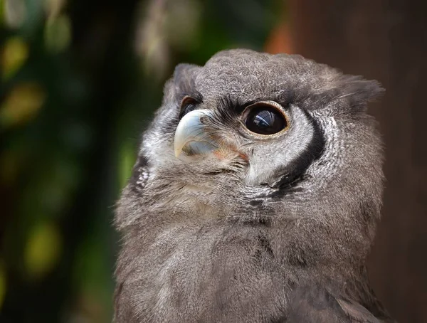 Búho Gris Con Ojos Negros Mirando Hacia Arriba — Foto de Stock