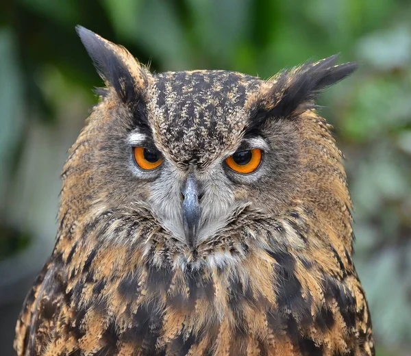 Owl Background Greeneryowl Yellow Eyes — Stock Photo, Image