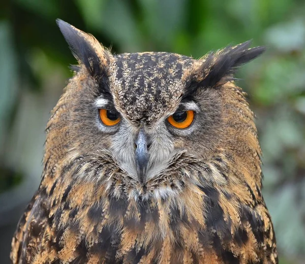 Eule Auf Grünem Hintergrund Mit Gelben Augen — Stockfoto