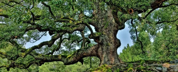 Starý Tlustý Kafrový Strom Obrovskými Větvemi Stock Obrázky