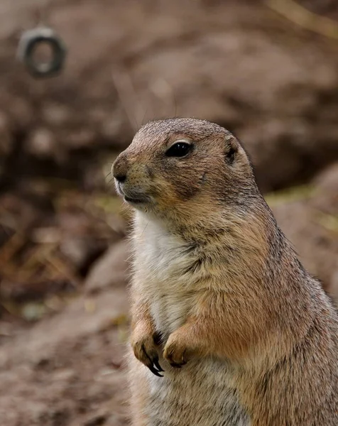 Sincap Bokeh ile sarı tonlarda nöbet tutuyor.