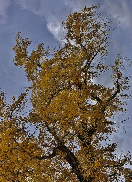 Árvore Ginkgo Branchy Com Folhas Amarelas Fundo Céu Azul Nuvens — Fotografia de Stock