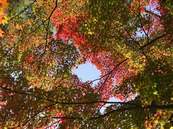 Folhas Bordo Japonesas Multicoloridas Luz Solar — Fotografia de Stock