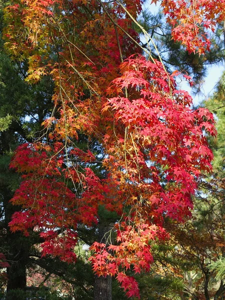 葉が赤いカエデの枝 — ストック写真