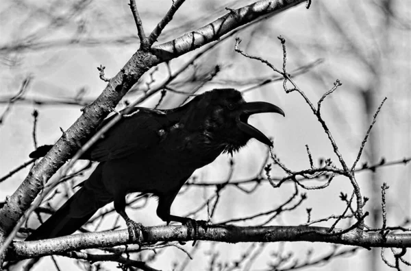 Corbeau Avec Bec Ouvert Sur Une Branche Arbre Monochrome — Photo