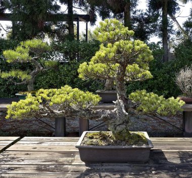 Bir botanik bahçesinde yeşillik arka planında Japon cüce çam bonsai