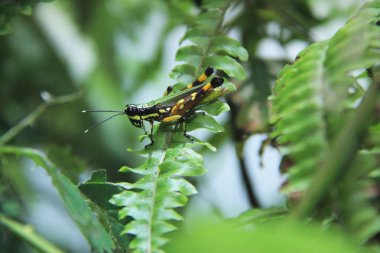 Yaprağın üzerinde cırcır böceği