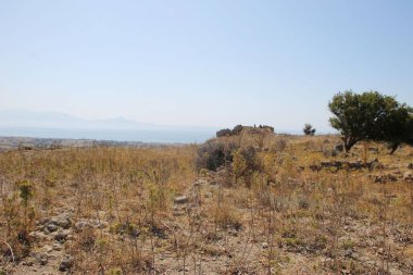 Yunanistan 'ın Kos Adası, Antimachia kalıntılarındaki ağaç