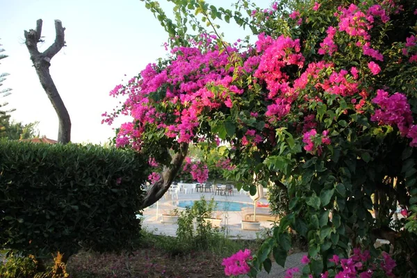 Albero Rosa Fiorito Grecia Isola Kos — Foto Stock