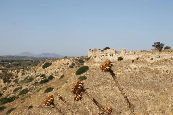 Planta Tropical Ruinas Antimachi Isla Kos Grecia — Foto de Stock