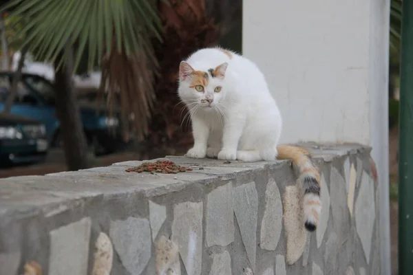 Yunanistan 'ın Kos Adası, Antimachi harabelerinde tropik bitki