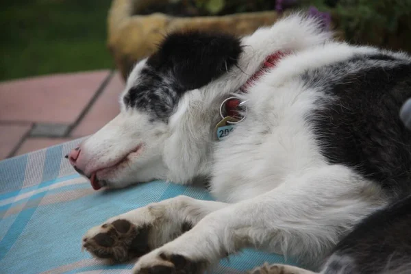 Niebieski Merle Granicy Collie Pies Śpi Krześle Ogrodowym — Zdjęcie stockowe