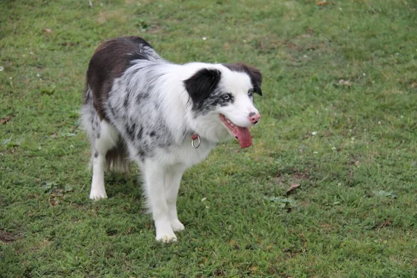 Kék Merle Határ Collie Kutya Kertben — Stock Fotó