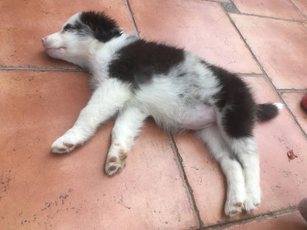 Blue Merle Bordo Collie Cucciolo Con Occhi Blu Naso Rosa — Foto Stock