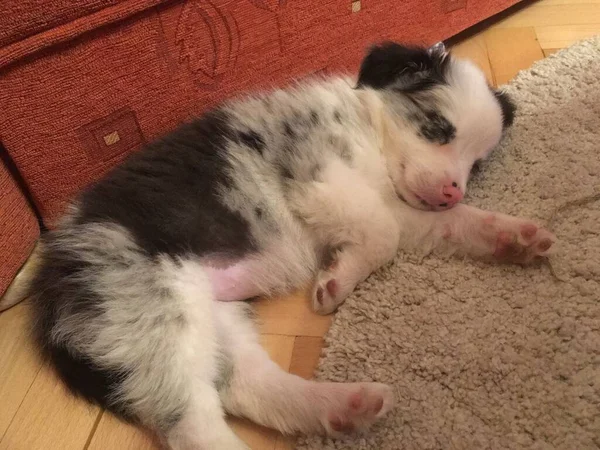 Blue Merle Border Collie Puppy Blue Eyes Pink Nose Sleeping — Stock Photo, Image