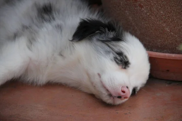 Blue Merle Border Collie Cachorro Con Ojos Azules Nariz Rosa —  Fotos de Stock