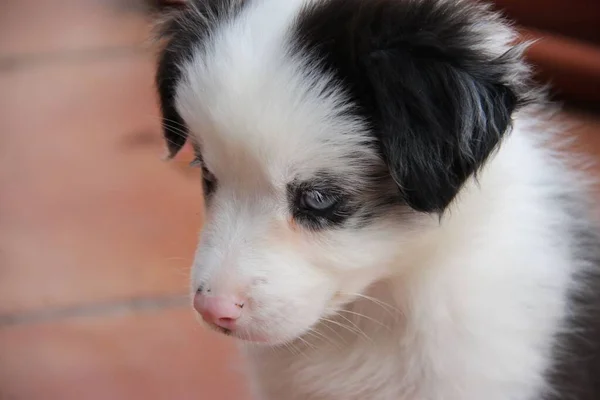 Blauwe Merle Rand Collie Puppy Met Blauwe Ogen Roze Neus — Stockfoto