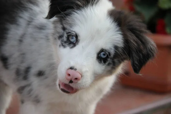 Blue Merle Border Collie Filhote Cachorro Com Olhos Azuis Nariz — Fotografia de Stock