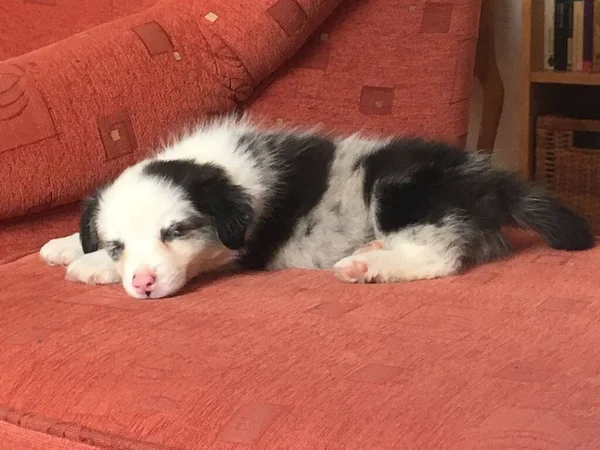 青メルルボーダーCollie子犬とともに青目とピンクの鼻睡眠オンザカウチ — ストック写真