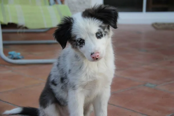 Azul Merle Border Collie Cachorro Con Ojos Azules Nariz Rosa — Foto de Stock