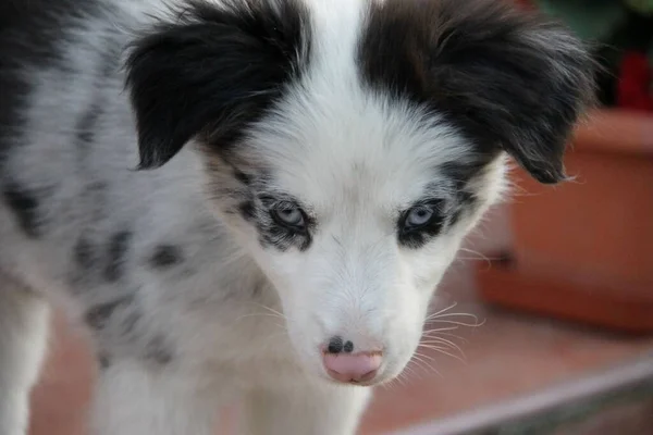 Blue Merle Border Collie Filhote Cachorro Com Olhos Azuis Nariz — Fotografia de Stock
