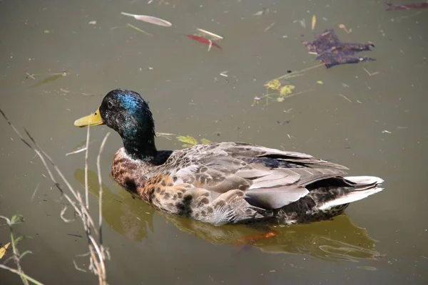 Canard Sur Une Rivière — Photo