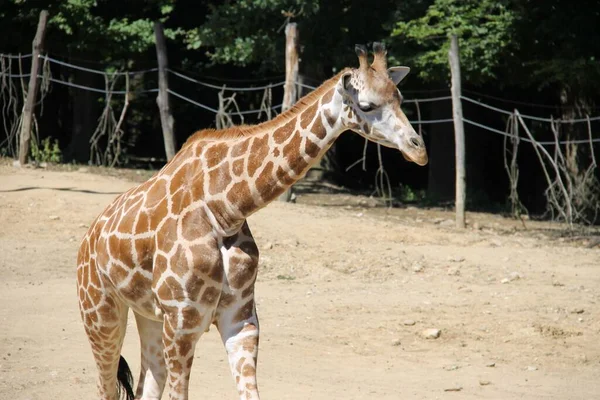 Giraffa Uno Zoo — Foto Stock