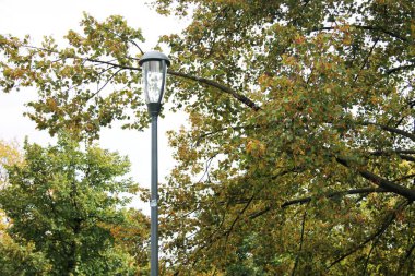 Şehir lambası, Prag 'da sonbahar ağaçları