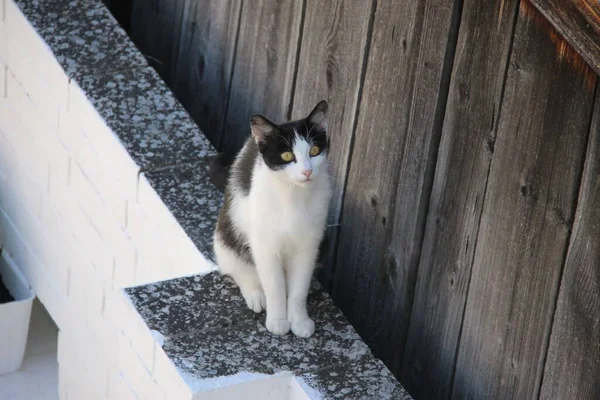 Черно Белая Кошка Стене — стоковое фото