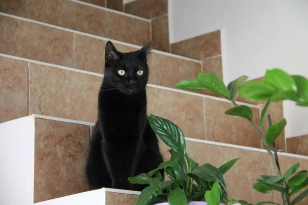 Black Cat Green Eyes Sitting Stairs — Stock Photo, Image