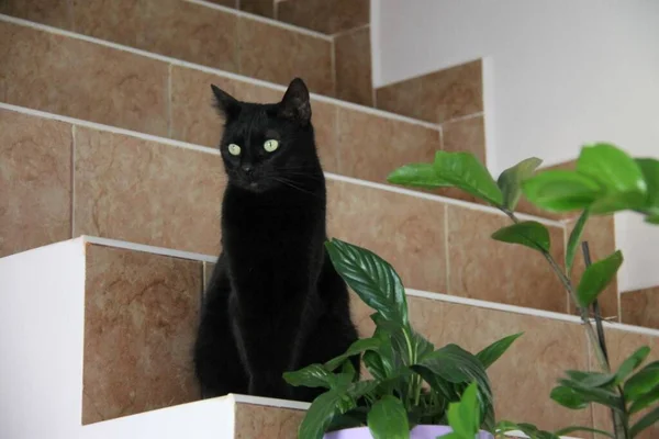 Black Cat Green Eyes Sitting Stairs — Stock Photo, Image