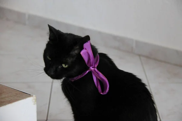 Black Cat Violet Bow — Stock Photo, Image