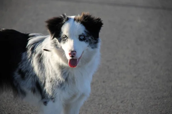 Kék Merle Határ Collie Kutya Egy Séta — Stock Fotó