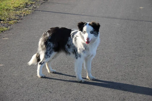 Μπλε Merle Borde Collie Σκυλί Μια Βόλτα — Φωτογραφία Αρχείου