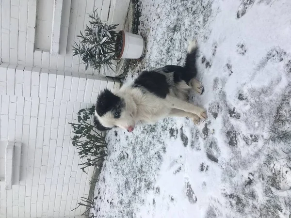 Border Collie Chien Dans Neige — Photo