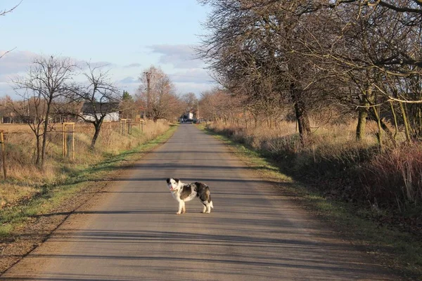 Mavi merle border collie yürüyüşe çıktı