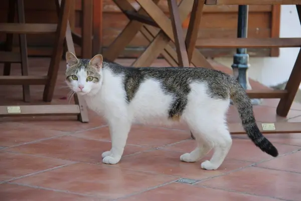정원에 회색과 고양이 — 스톡 사진