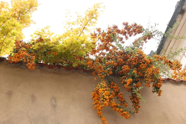 Prag 'da duvarda Rowan çilekleri