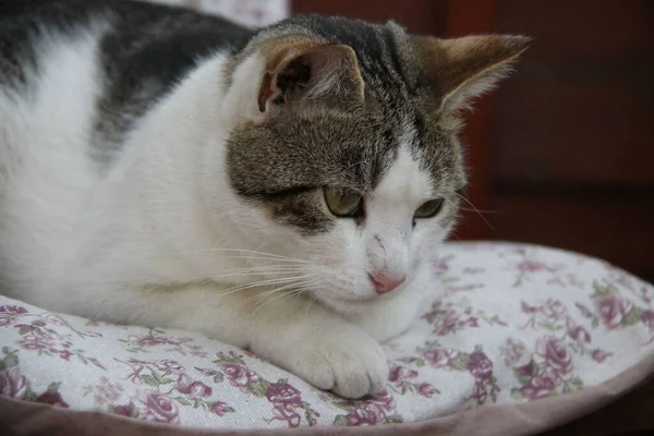 Tabby White Cat Pillow — Stock Photo, Image