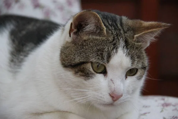 Tabby White Cat Pillow — Stock Photo, Image